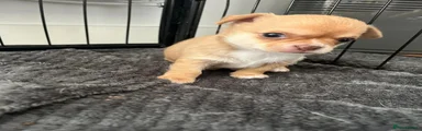 Chihuahua 2