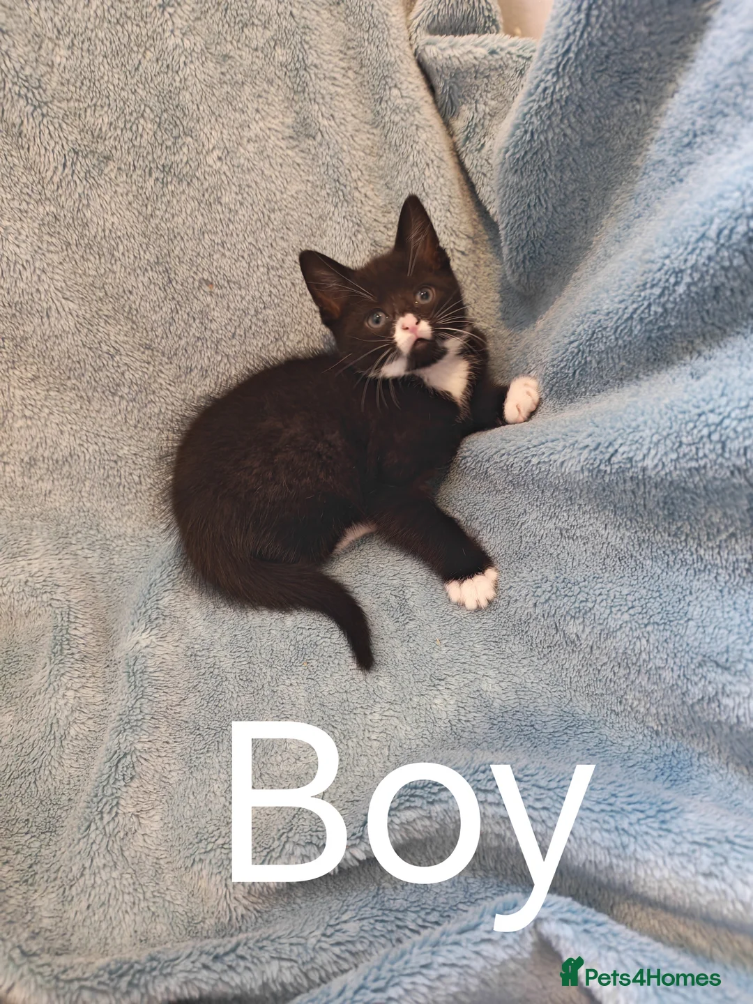 Mixed Breed cats for sale: MALE KITTENS VIDEOS - Advert 2