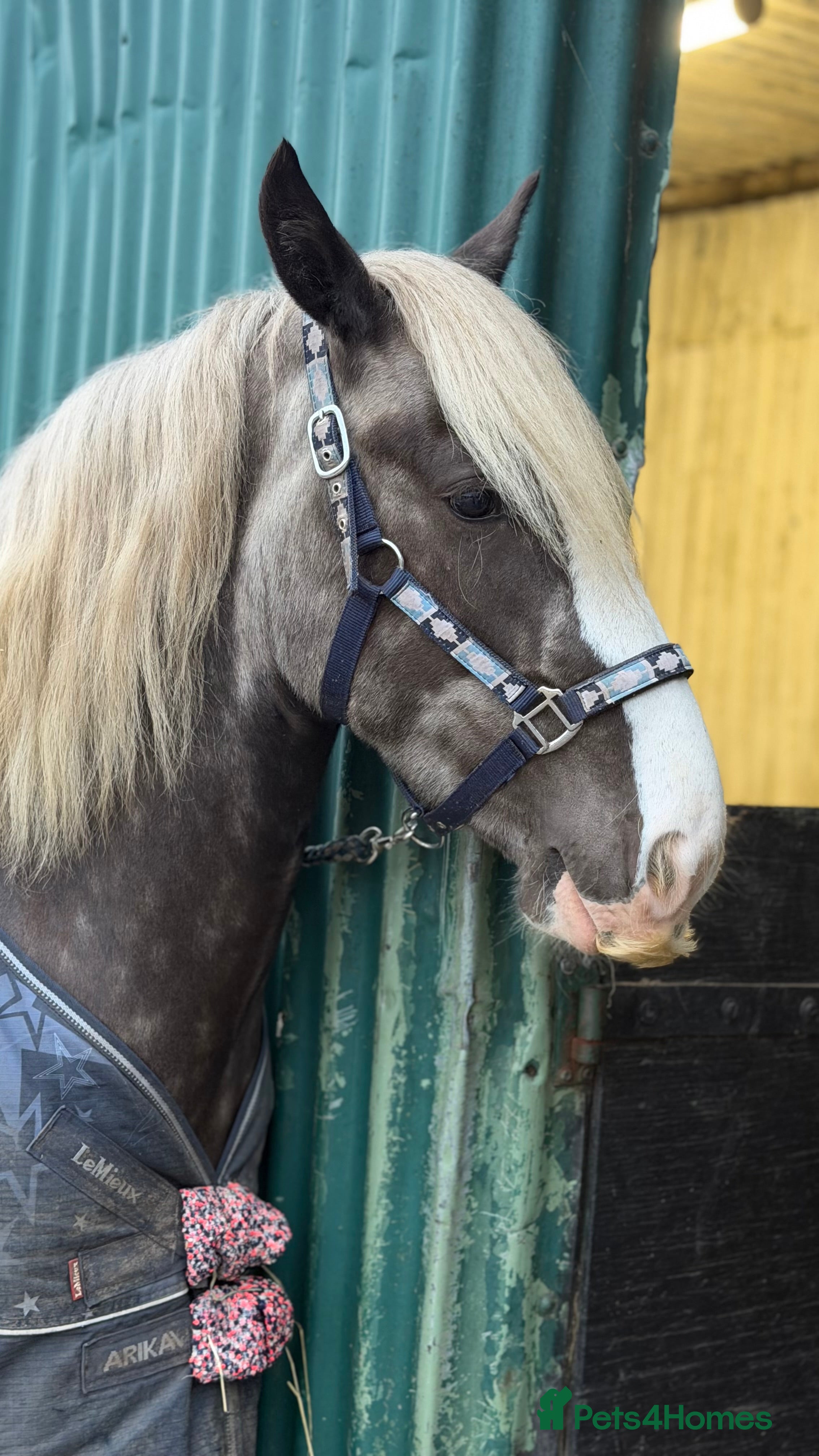 Other Breed horses Silver Dapple Traditional  - Advert 1