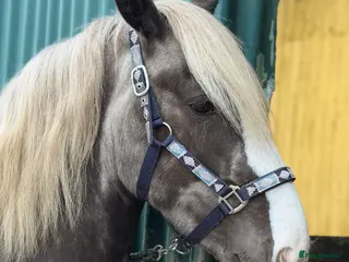 Other Breed horses Silver Dapple Traditional - Advert 1