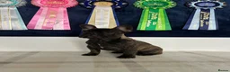 French Bulldog dogs for sale: 🏆Frenchbulldog pups🏆 - Advert 9