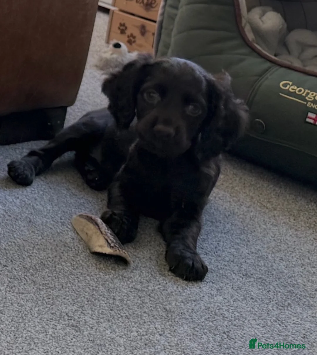 Cocker Spaniel dogs for sale: Outstanding Working Cocker Spaniel Puppy Female - Advert 18