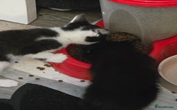 British Shorthair cats for sale: BSH cross 2 female 1 male. - Image 8