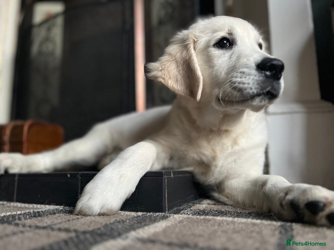 Golden Retriever dogs for sale: Last girl remaining  in Doncaster - Image 27