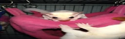 Sugar Glider rodents for sale: Adorable sugar gliders  - Advert 11