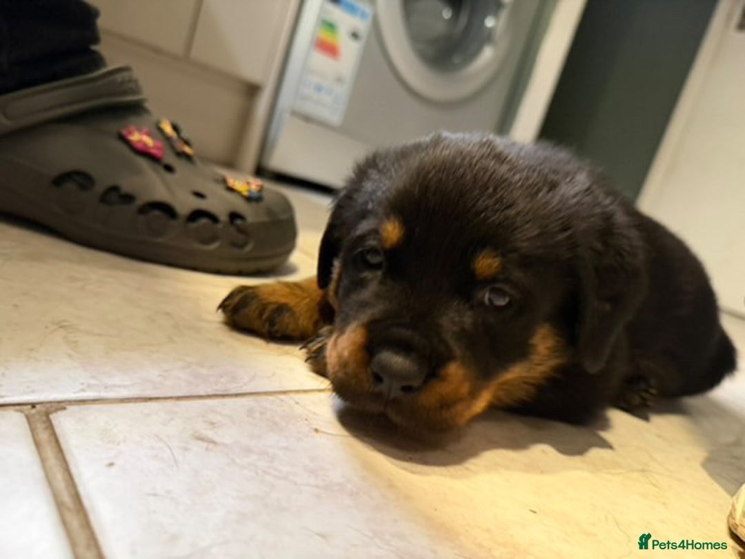 Rottweiler dogs for stud: Proven Health Tested Rottweiler Stud in Arrochar - Advert 12