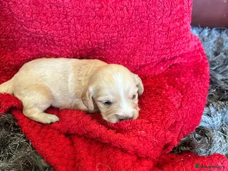 Cockapoo dogs Stunning cockapoo puppies - Advert 3