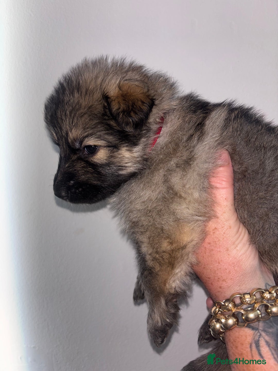 German Shepherd dogs for sale: Beautiful German Shepard puppies - Image 16