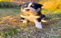 Pomsky dogs for sale: F4 HUSKY MARKED blue eyed Pups! ❄️ HEALTH TESTED - Image 5