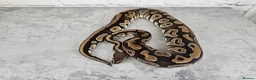 Python Snake reptiles for sale: Various Ball Pythons  - Advert 6