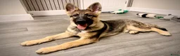 German Shepherd dogs for sale: 4.5 month old male German Shephard - Advert 15