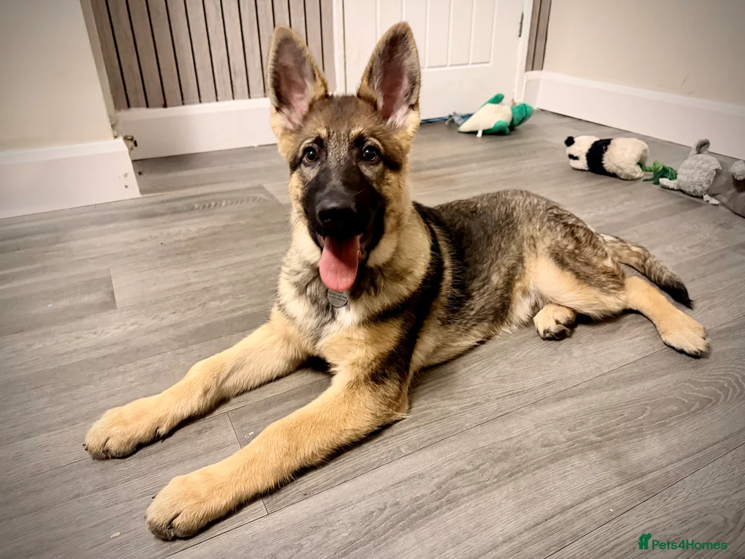 German Shepherd dogs for sale: 4.5 month old male German Shephard - Advert 15