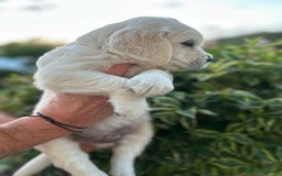 Golden Retriever dogs for sale: 1 Male Puppy Available  - Image 9