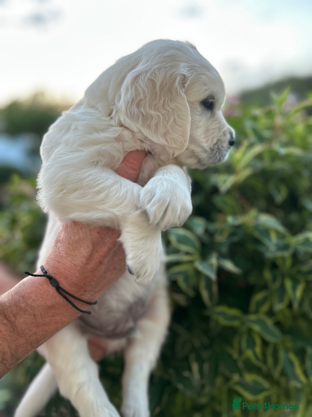 Golden Retriever dogs for sale: 1 Male Puppy Available  - Image 9