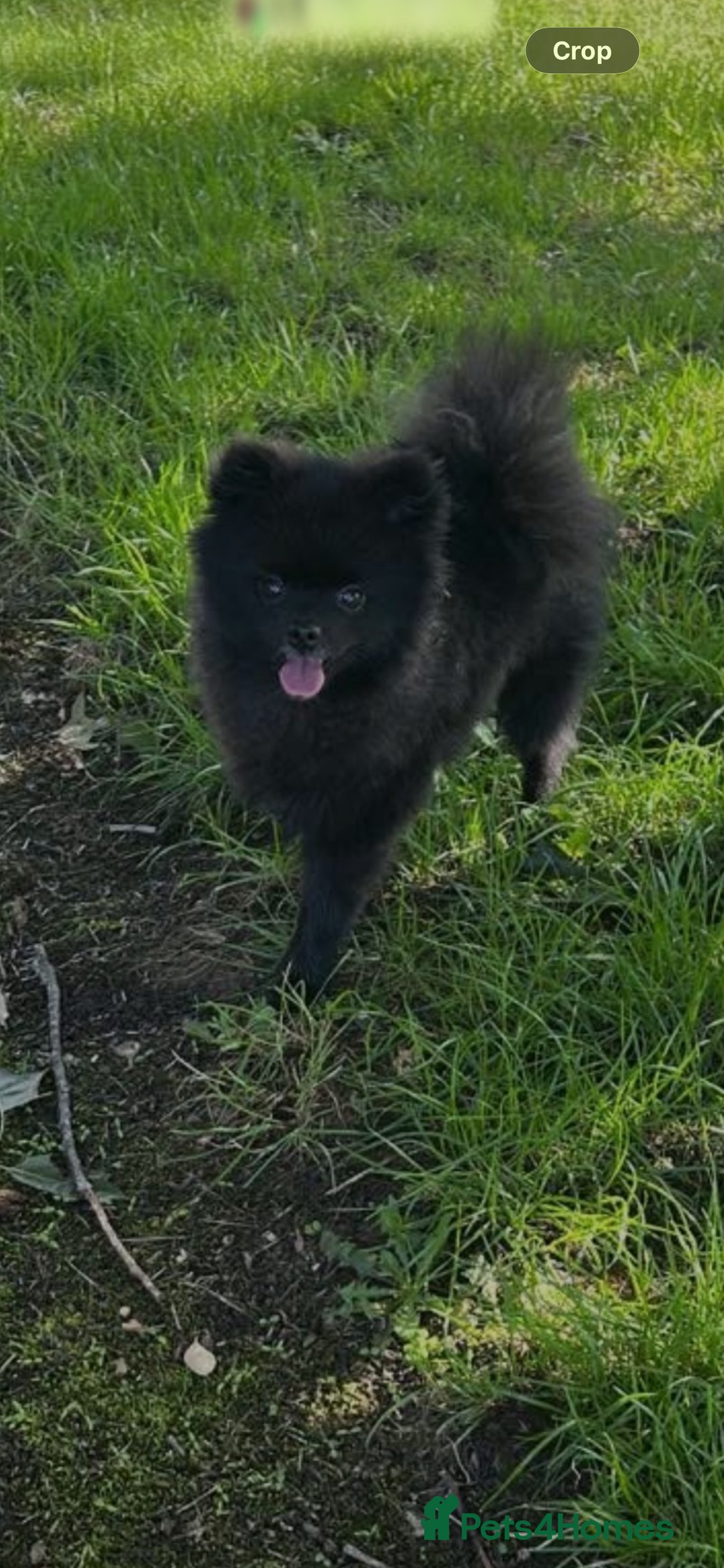 Pomeranian dogs for sale: Milo, a bundle of fluff - Advert 7