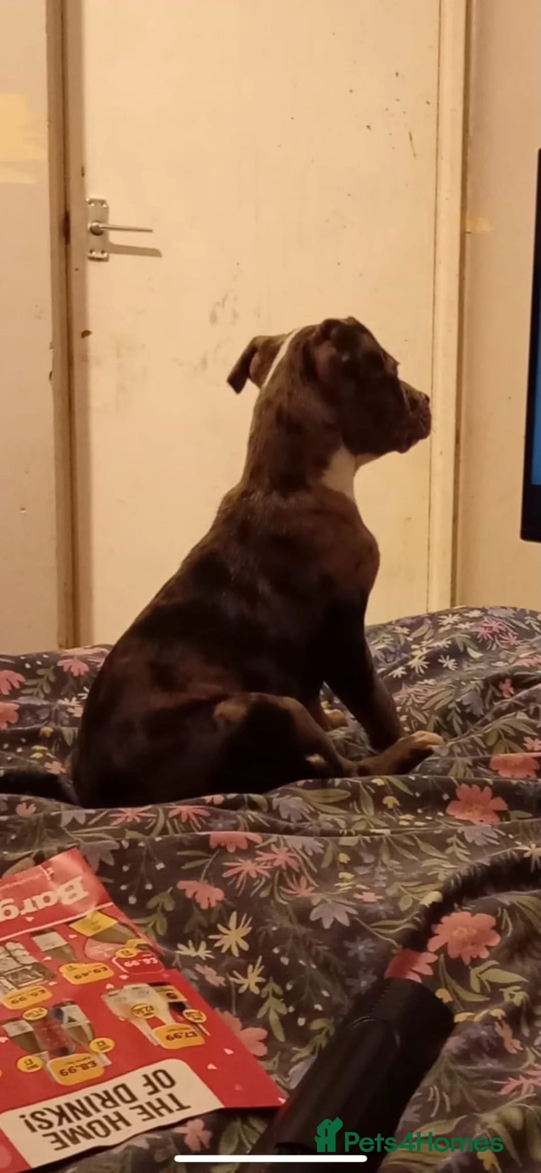 American Bully dogs for sale: Pocket bully cross American bully - Advert 2