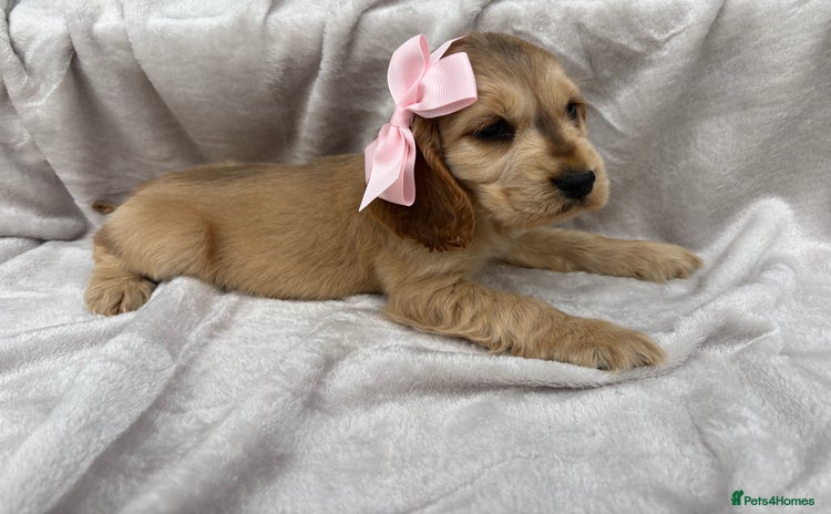 Cocker Spaniel dogs - Advert 14