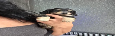 Miniature Dachshund Puppy 3