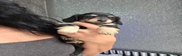 Miniature Dachshund dogs for sale: Chocolate dapple miniature Dachshund  - Advert 23