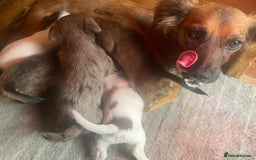Jack Russell dogs for sale: Four Jack Russell puppies merle - Image 10
