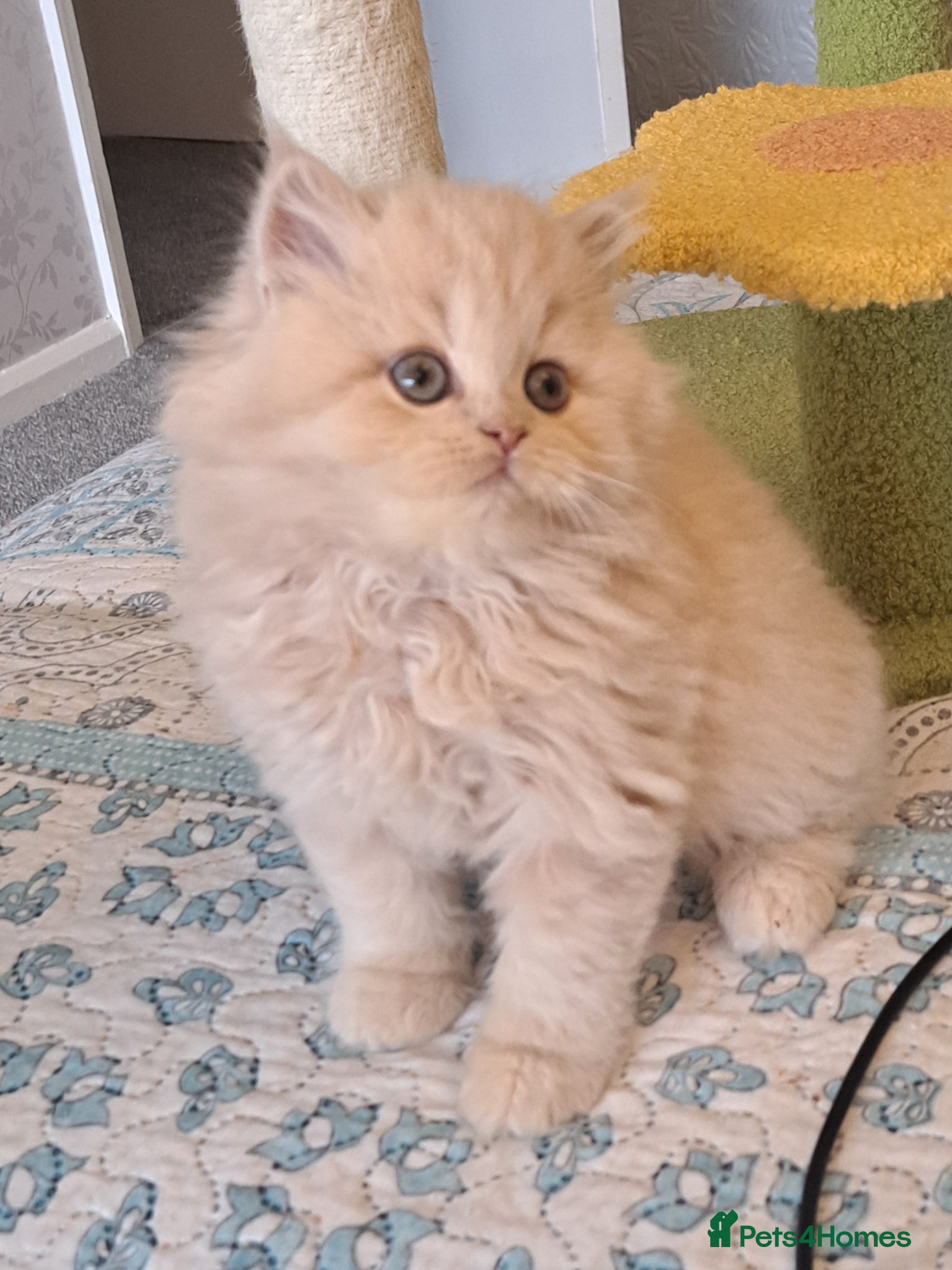 British Longhair cats Top Quality purebred BLH Kittend - Advert 11