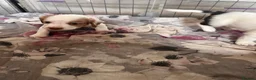 Cocker Spaniel dogs for sale: Stunning cockers  - Advert 9