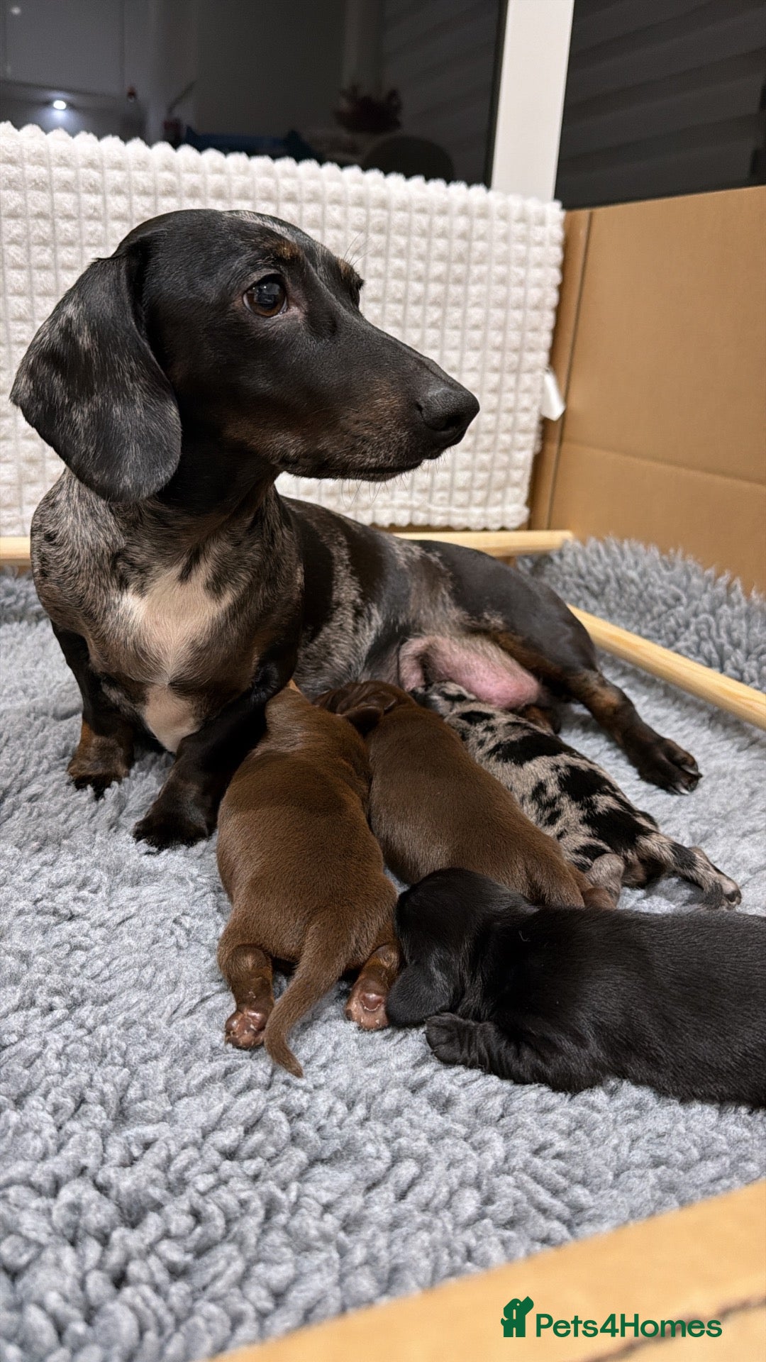 Miniature Dachshund dogs for sale: True Mini Dachshunds - Very rare all black boy - Advert 17