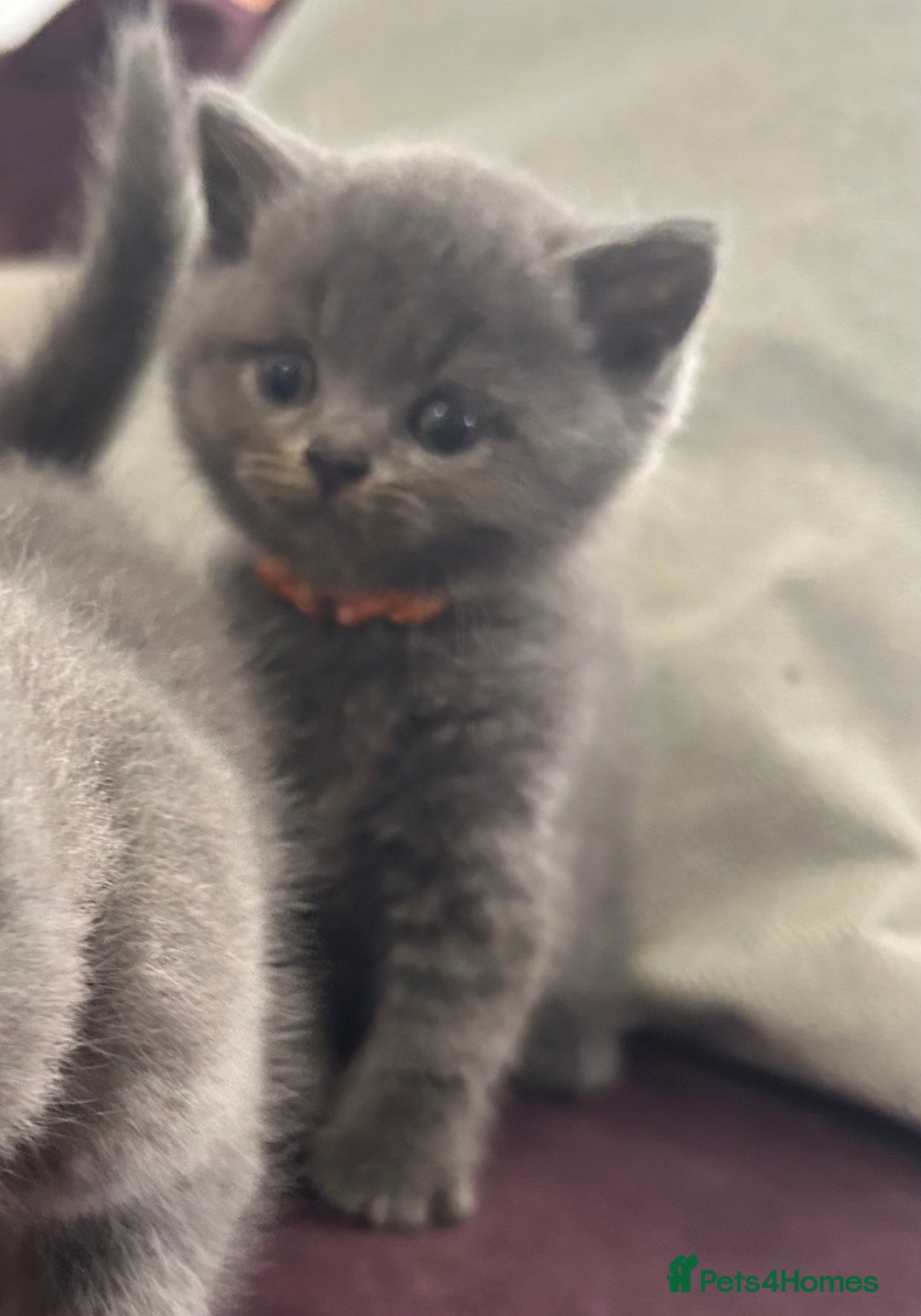 British Shorthair cats for sale: Pedigree GCCF BSH kittens ready in 2 weeks time !! - Image 19