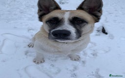 Akita dogs for sale: 5 Beautiful akita puppies in Willenhall - Image 22