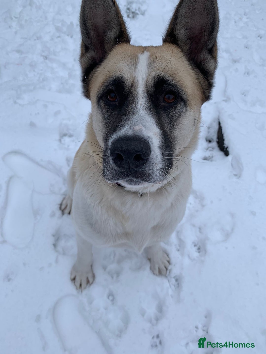 Akita dogs for sale: 5 Beautiful akita puppies in Willenhall - Image 22