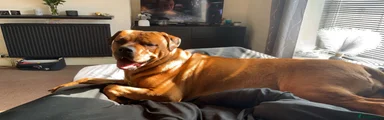 Rottweiler Mixed Breed 