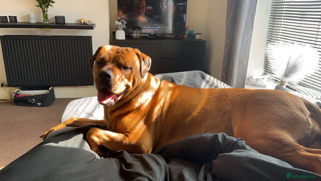 Mixed Breed dogs for sale: Rottweiler mix - Advert 1