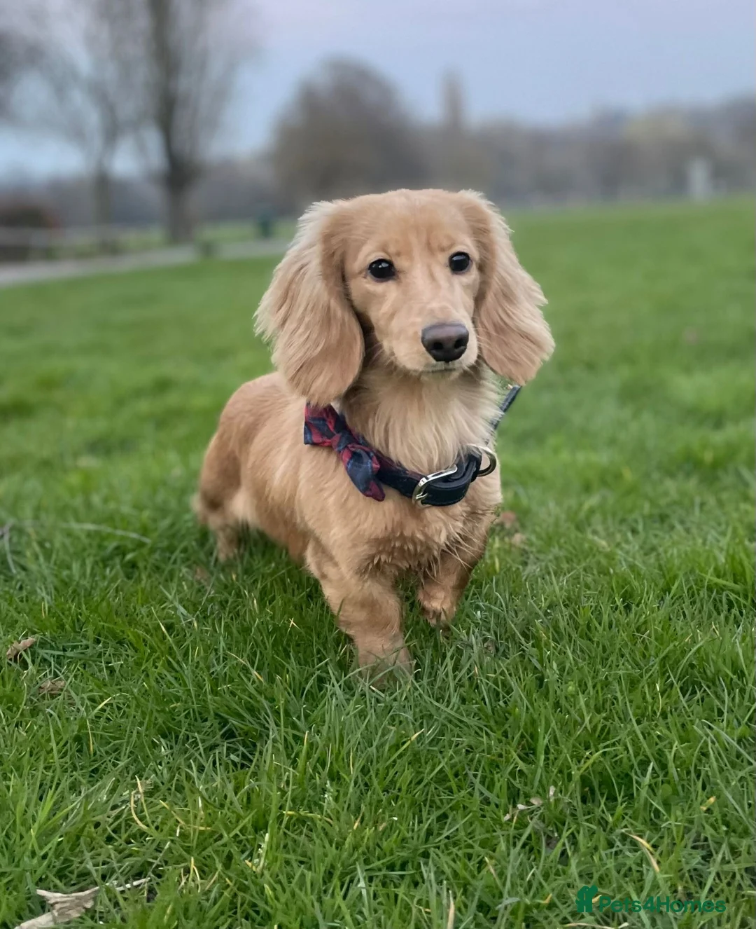 Miniature Dachshund dogs for sale: eeii Bright cream KC! Longhair miniature dachshund - Advert 8