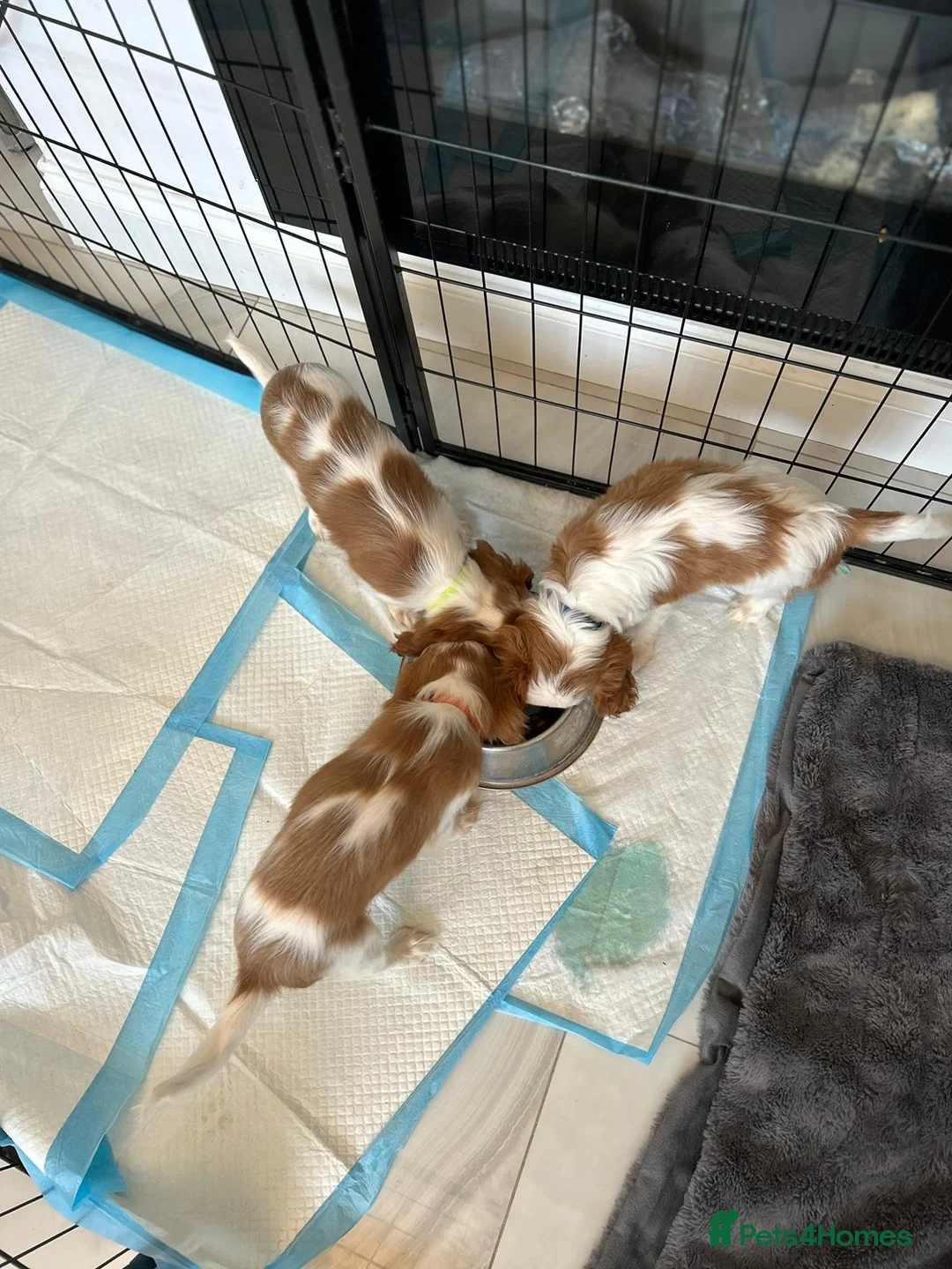 Cavalier King Charles Spaniel dogs for stud:  HEALTH TESTED kc cavalier king charles for stud  in Bedford - Advert 3