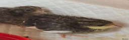 Quail poultry for sale: Chinese button quail  - Advert 3