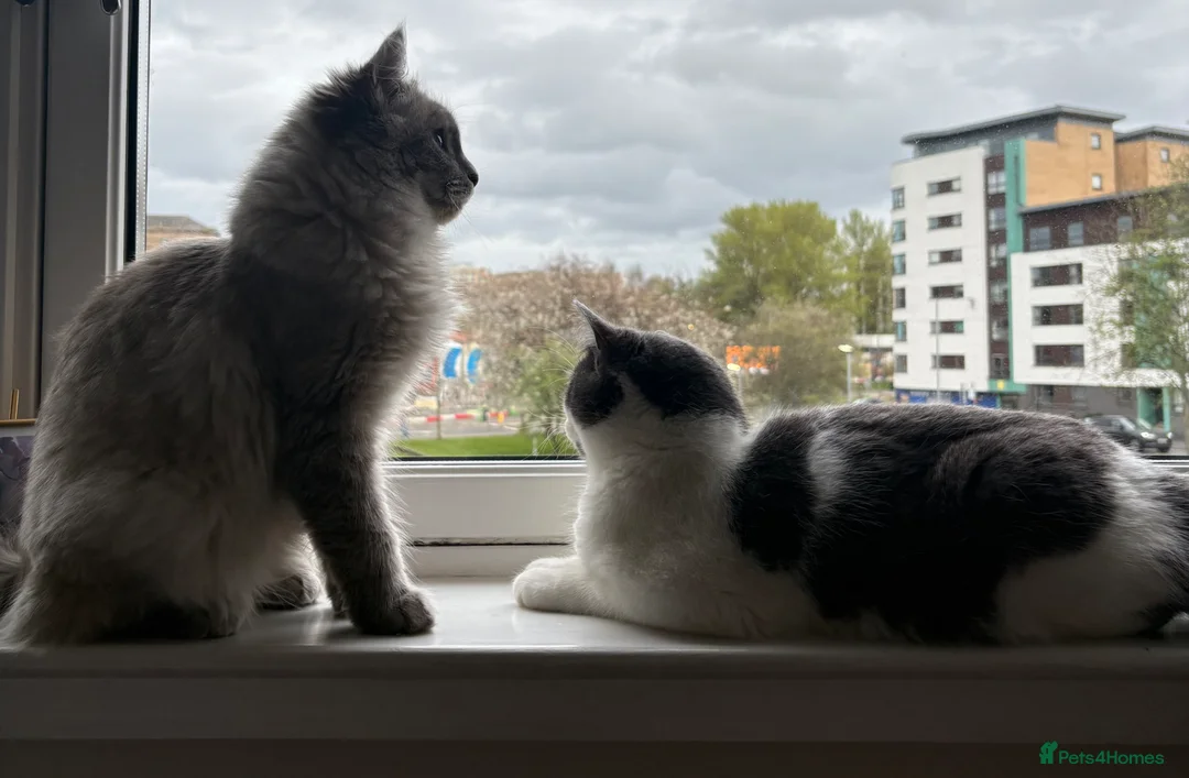 Mixed Breed cats for sale: Two 7 month bonded male cats - for a loving home in Glasgow - Advert 5