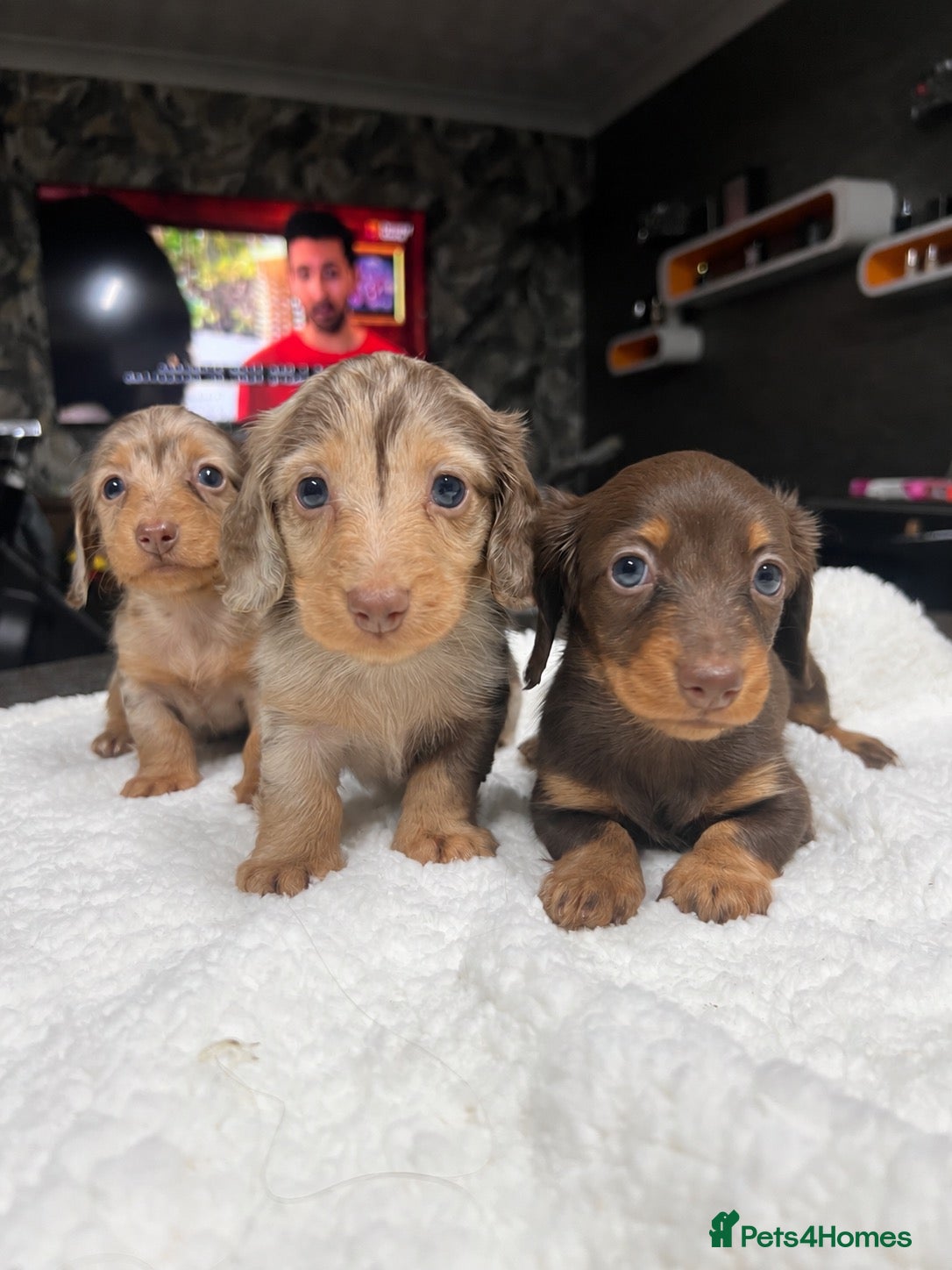 Miniature Dachshund dogs for sale: Tiny KC Longhair Dachshunds  Chocolate & Dapple - Advert 2