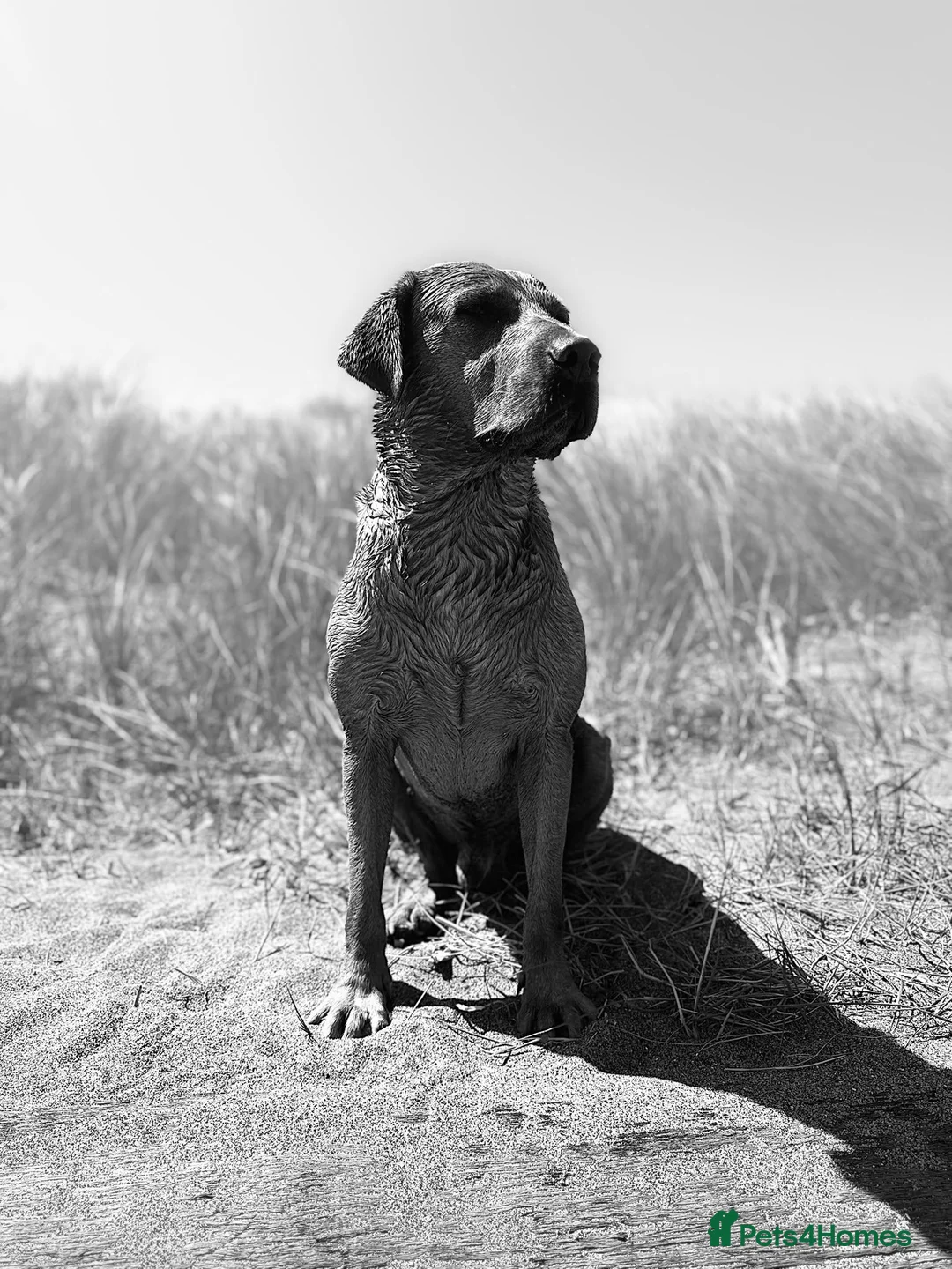 Labrador Retriever dogs for stud: Exceptional 5-year-old Fox Red Labrador Retriever  in Lincoln - Advert 3