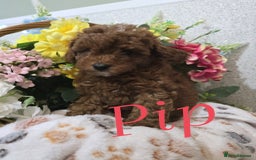 Toy Poodle dogs for sale: Kc reg deep red toy poodle council licensed  - Image 38