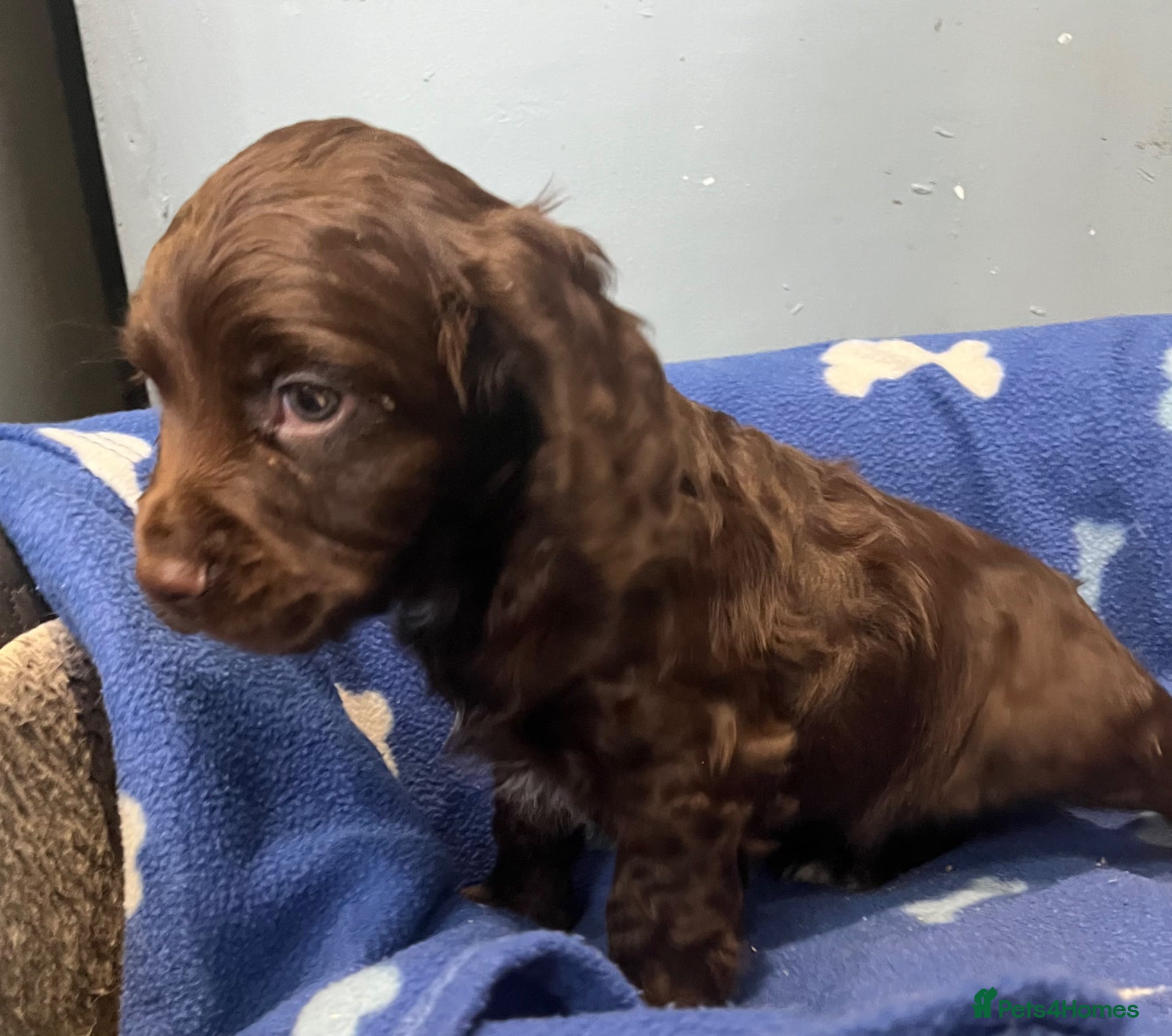 Cocker Spaniel dogs for sale: KC Cocker Spaniel puppies in Abertillery - Advert 18