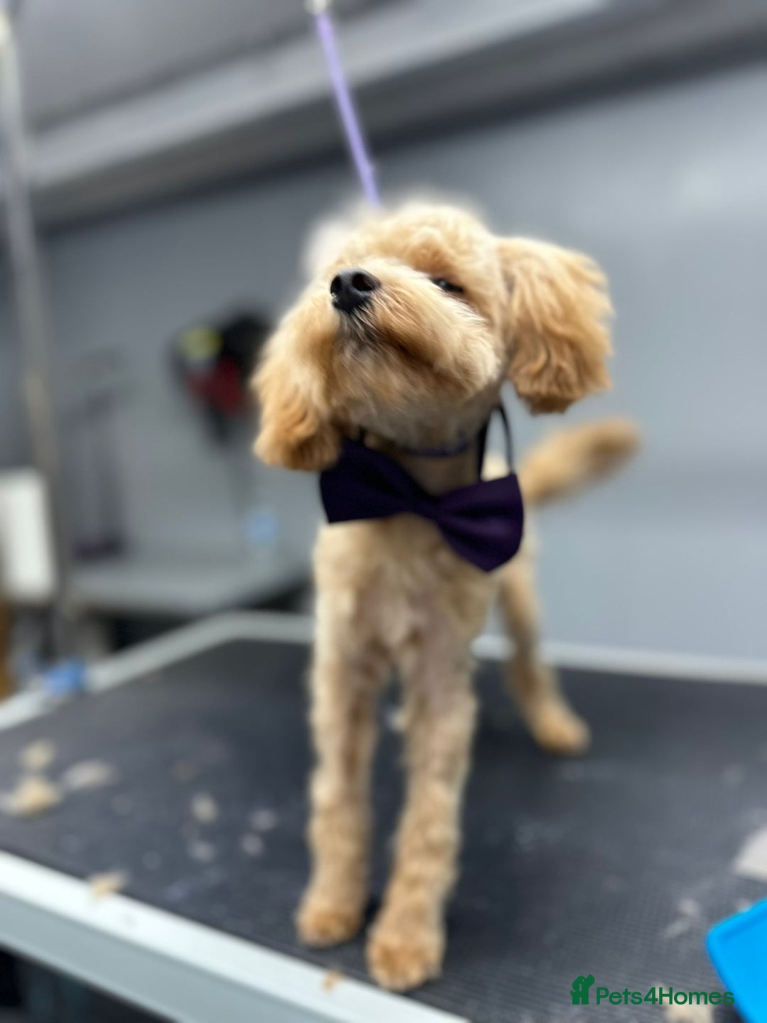 Maltipoo dogs for sale: Waffle  - Image 4