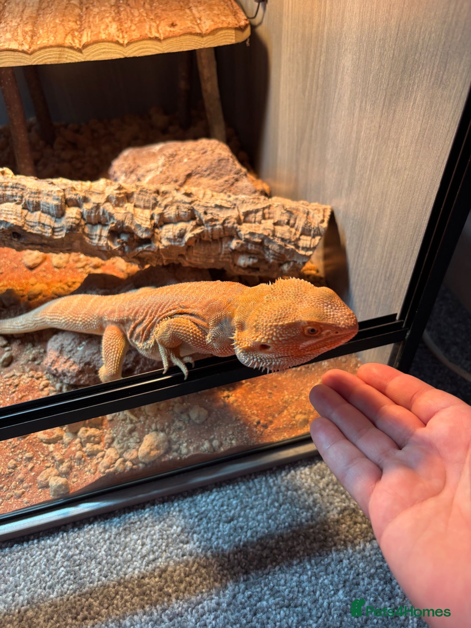Bearded Dragon reptiles for sale: Friendly 8 Month Old Bearded Dragon - Full Setup - Advert 3