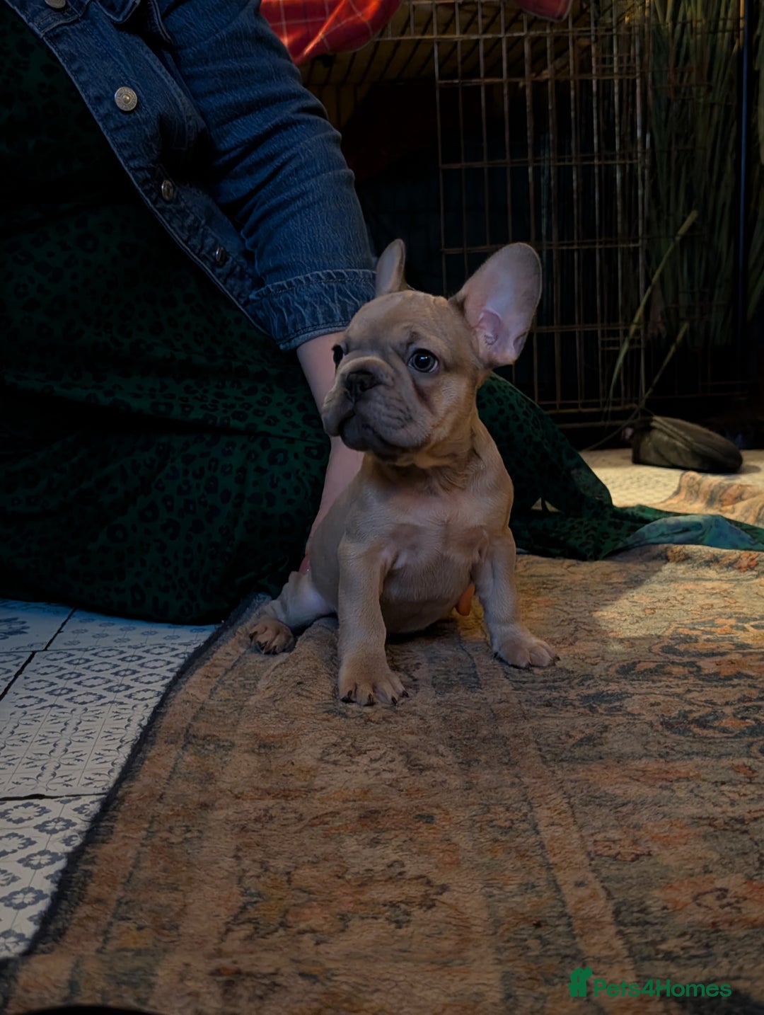 French Bulldog dogs for sale: Lilac fawn french bulldog male pup  - Image 7