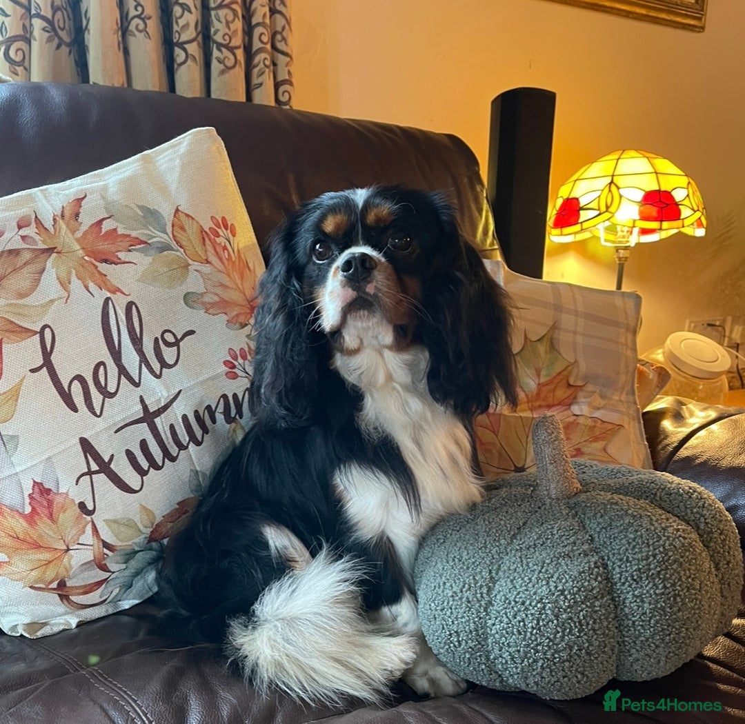 Cavapoo dogs for sale: Stunning Cavapoo babies  - Image 8