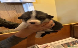 Welsh Corgi Pembroke dogs for sale: 6 KC stunning Tricolour corgi dogs - Image 5