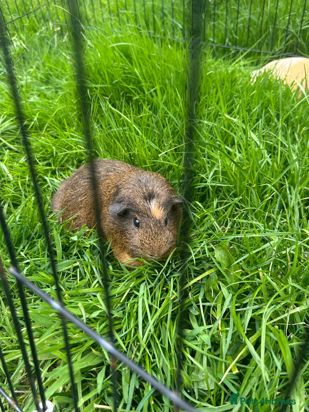 Guinea Pig rodents for sale: X3 Guinea Pig Sows for sale - Advert 2