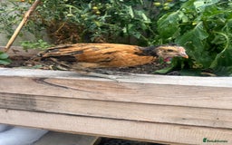 Chickens poultry for sale: Mix breeds  - Image 1