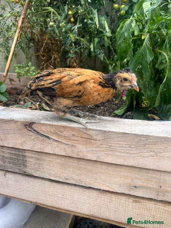 Chickens poultry - Advert 2
