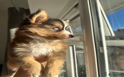 Pomsky dogs for sale: Family-Raised Pomsky Pups - Advert 26