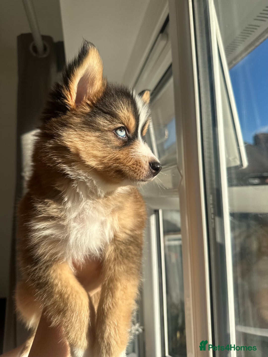 Pomsky dogs for sale: Family-Raised Pomsky Pups - Advert 26